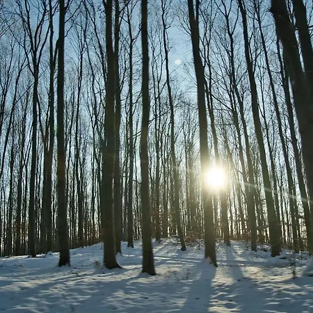 Matraforrest דירה *