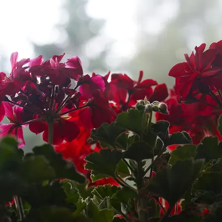 Matraforrest Διαμέρισμα