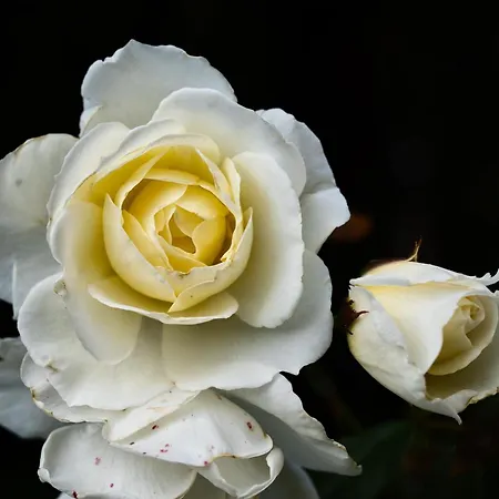 Διαμέρισμα Matraforrest