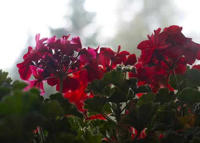 Matraforrest Apartment