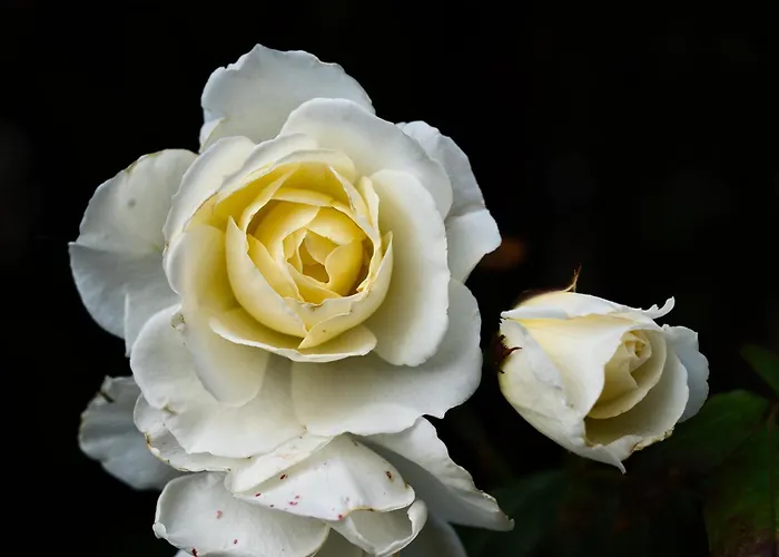 Apartment Matraforrest